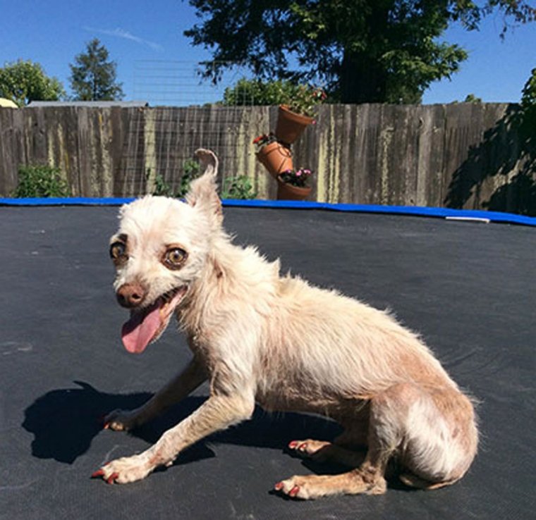 Восточно-европейская овчарка