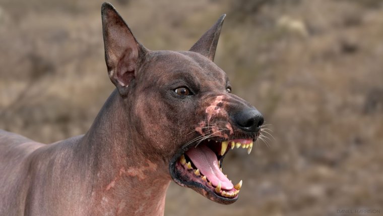 Немецкая овчарка Квазимодо