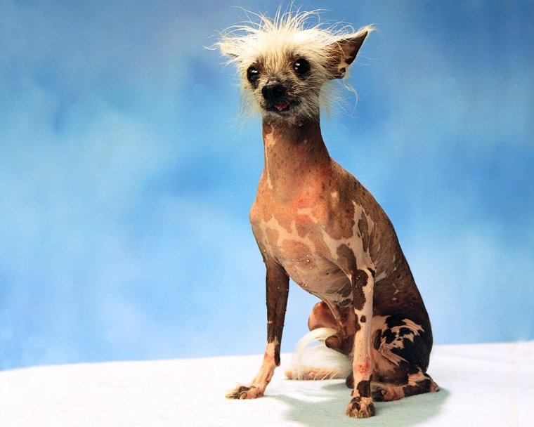 Бегущий корги спереди