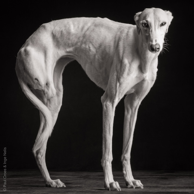 Пёс Квазимодо овчарка