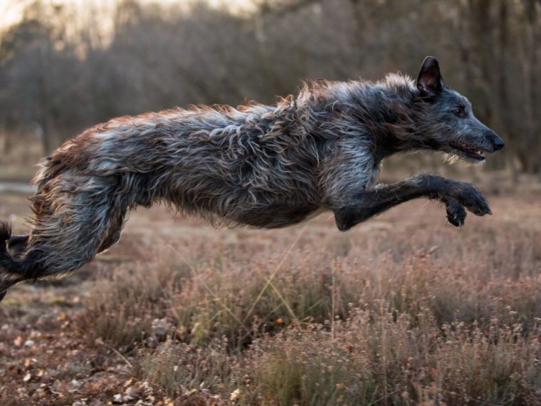 Американский питбуль качок