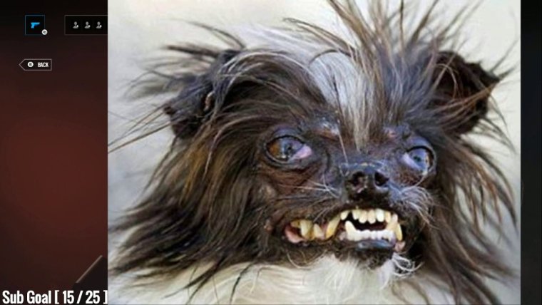 Дог и чихуахуа