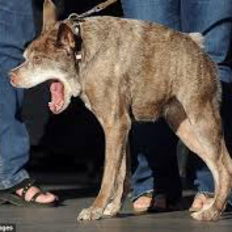 Смешные собаки