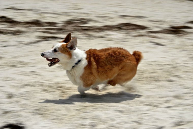 Самая уродливая собака в мире