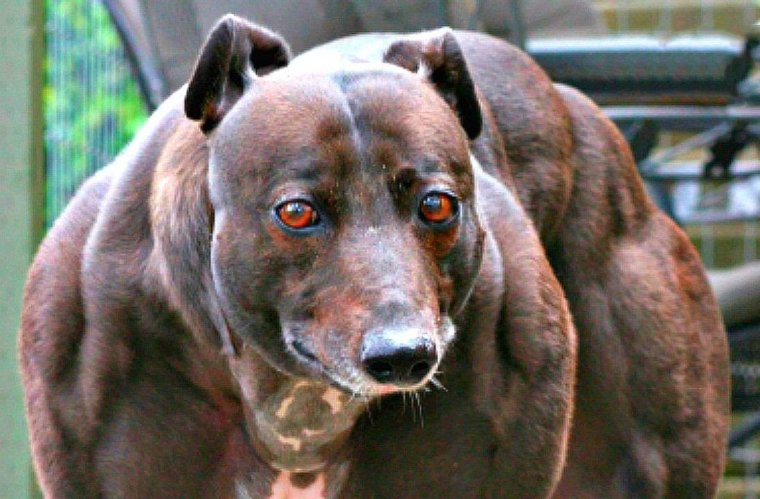 Чихуахуа хохлатая