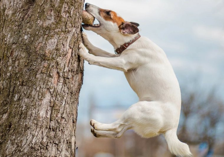 Азавак лапы