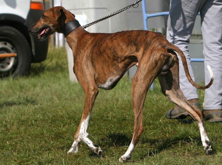 Злая дворняга