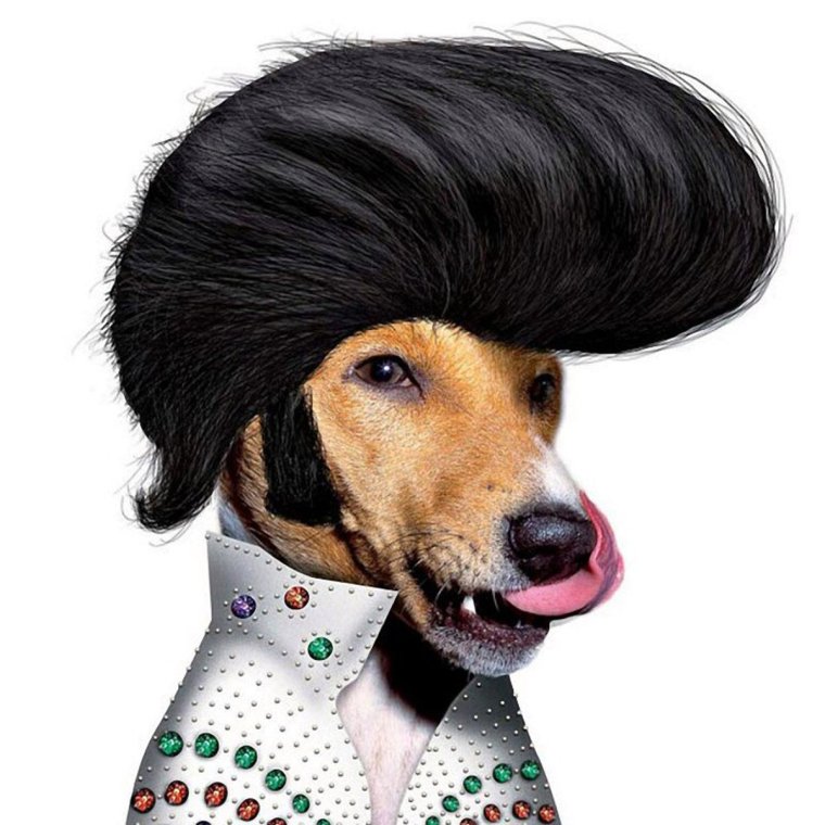 Собака с прической