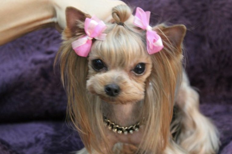 Джок из леди и Бродяга