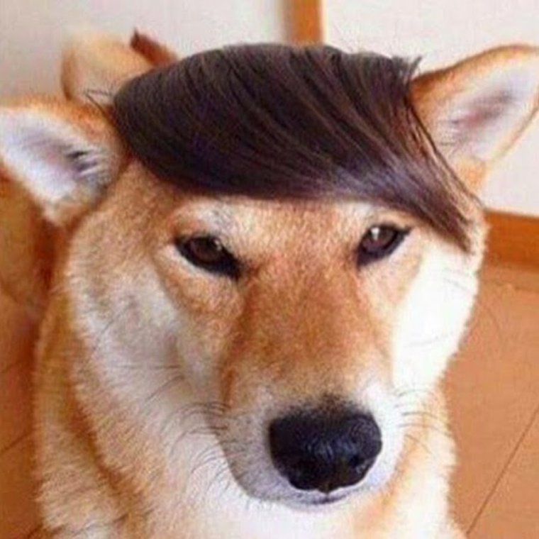 Собака с челкой