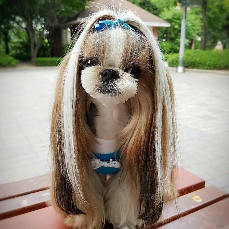 Биардид бородатый колли