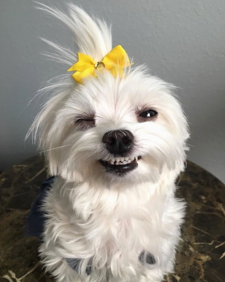 Мальтийская болонка