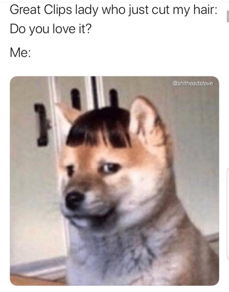 Собака с челкой Мем