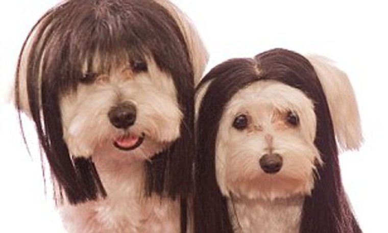 Ческа для собак