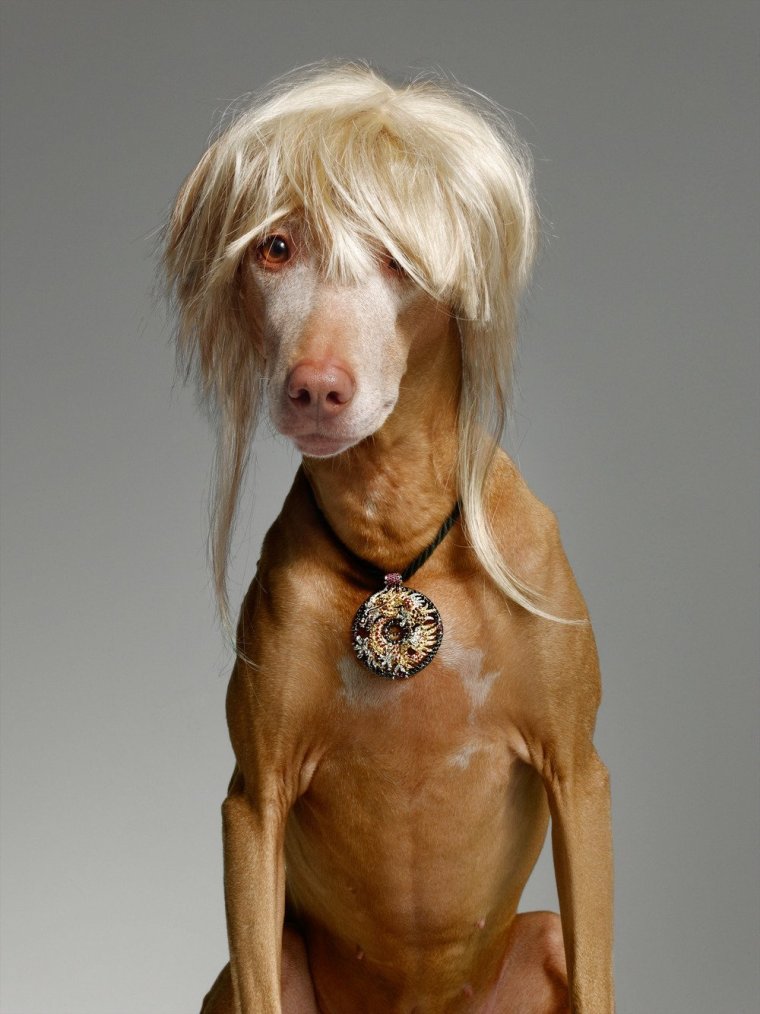 Афганская борзая лысая