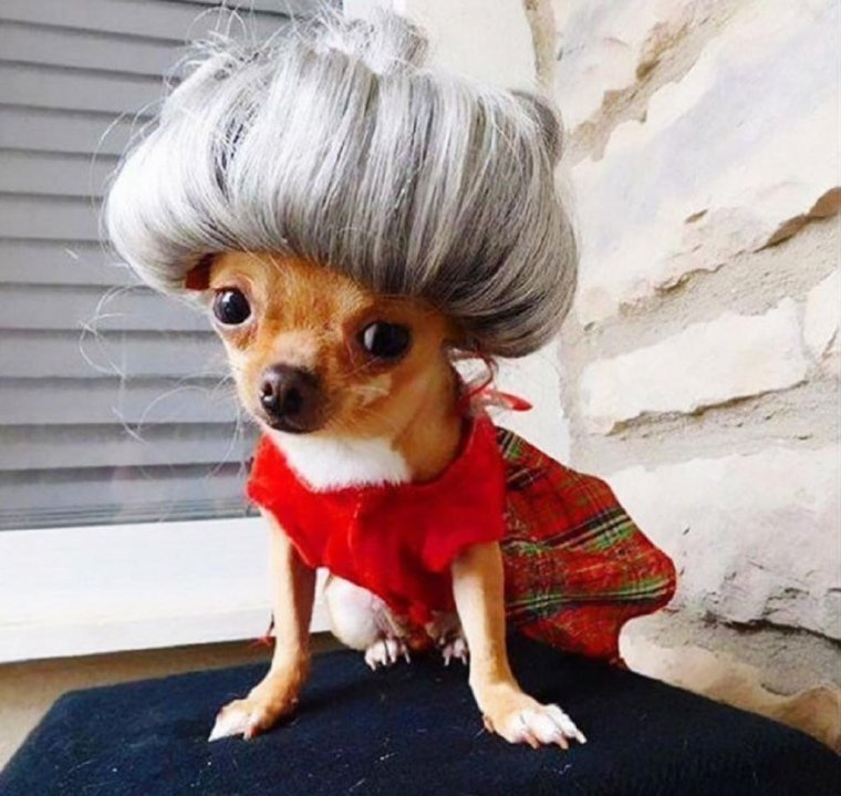 Собачка с бантиком