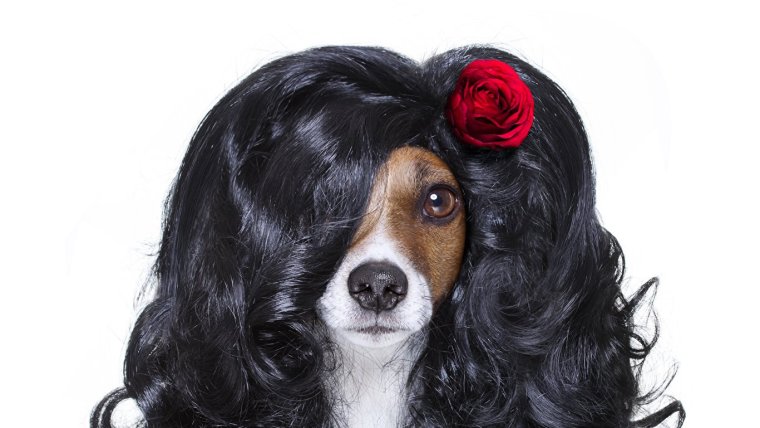 Хихикающий пес из мультфильма