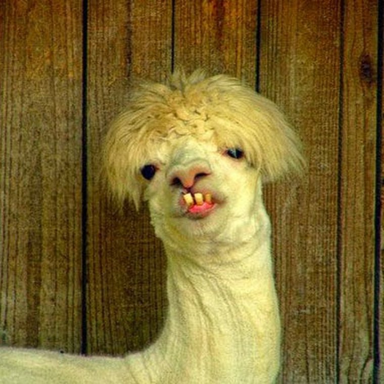 Аниме собаки