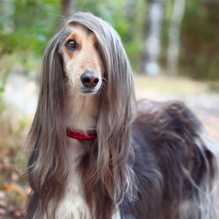 Хохлатая борзая