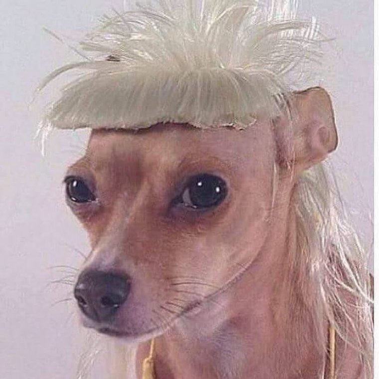 Собака с челкой