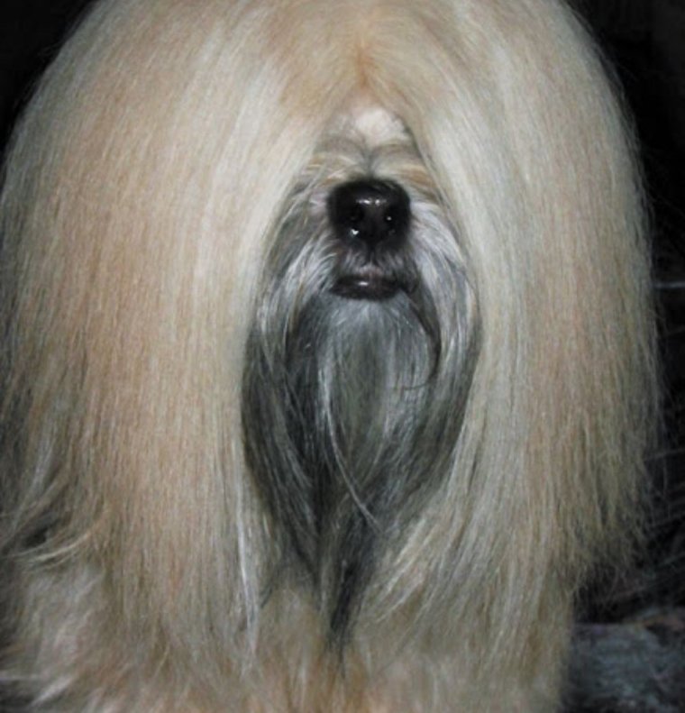 Афганская борзая гладкошерстная