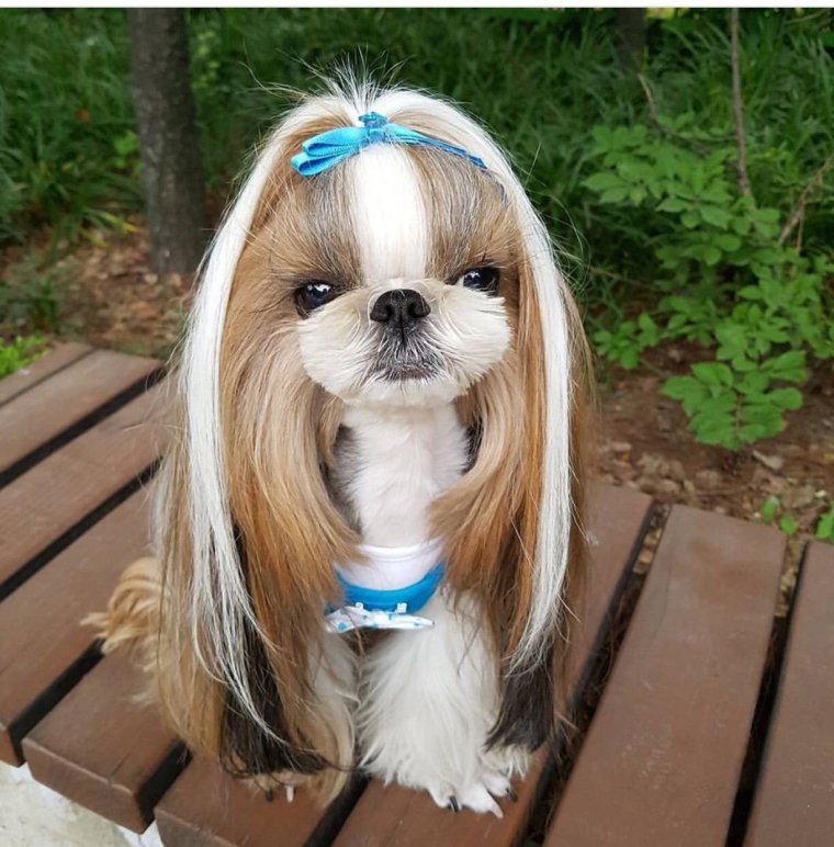 Друппи мультик