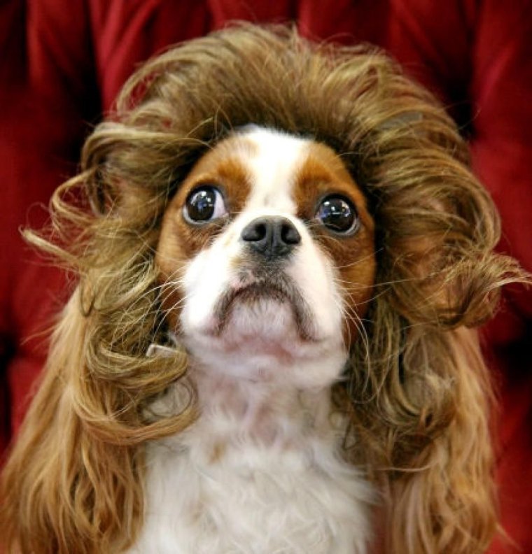 Собачки с длинной шерстью