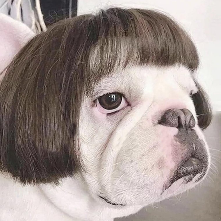 Собака с челкой Мем