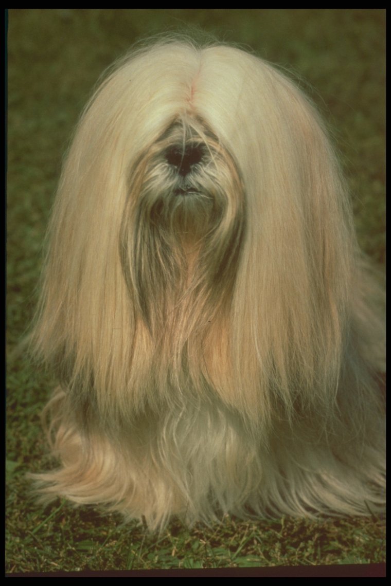 Леди из леди и Бродяга