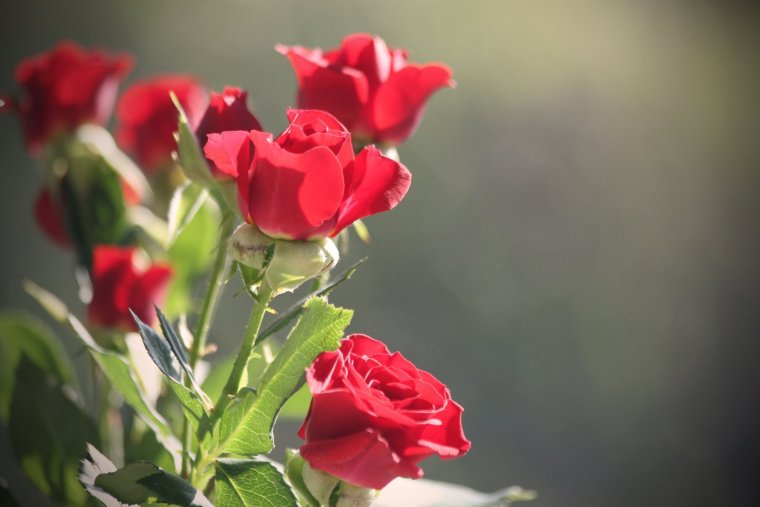 Ирина с днем рождения православные