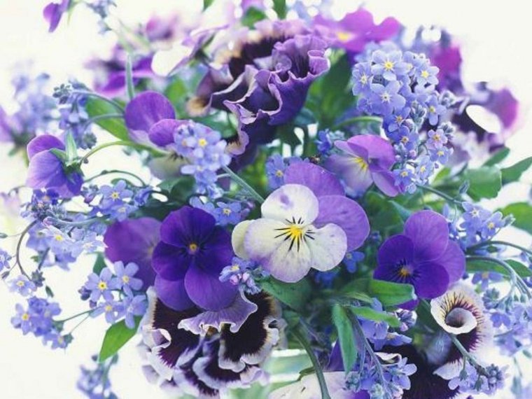 Фиалка букет незабудок