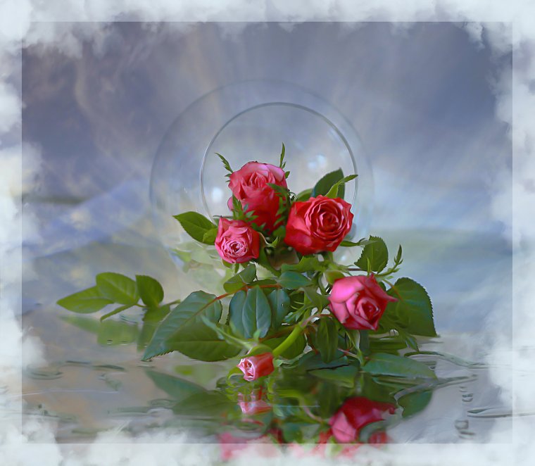 Красивые розы просто так для души