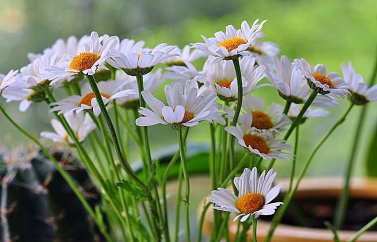 Многая лета