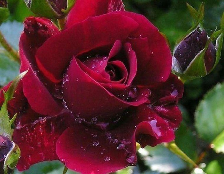 Флорибунда Блэк черри