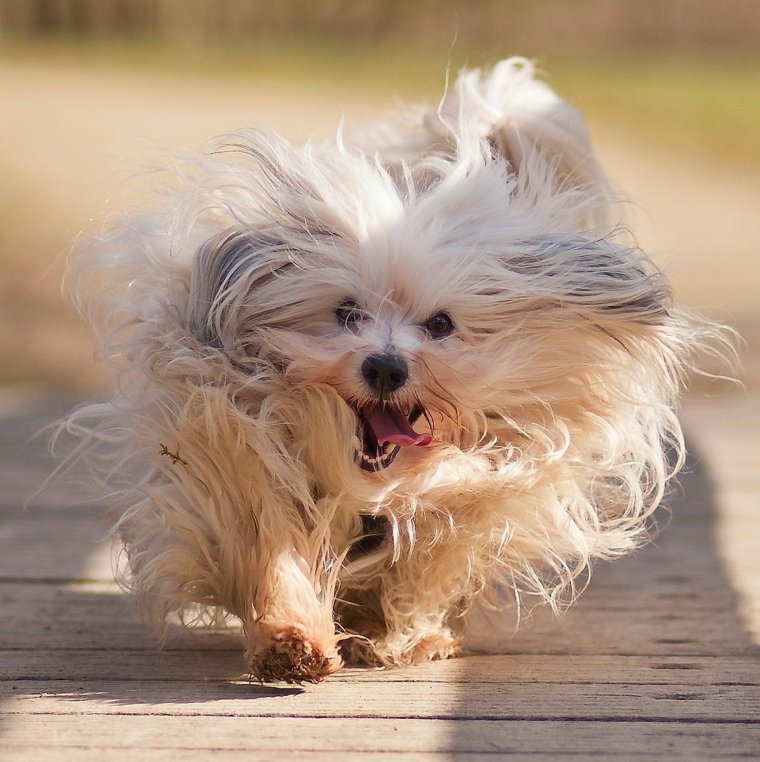 Гаванский Бишон мини