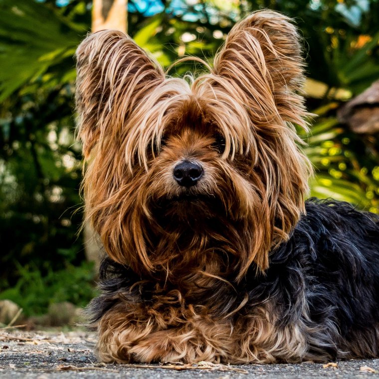 Кучерявый Йоркширский терьер