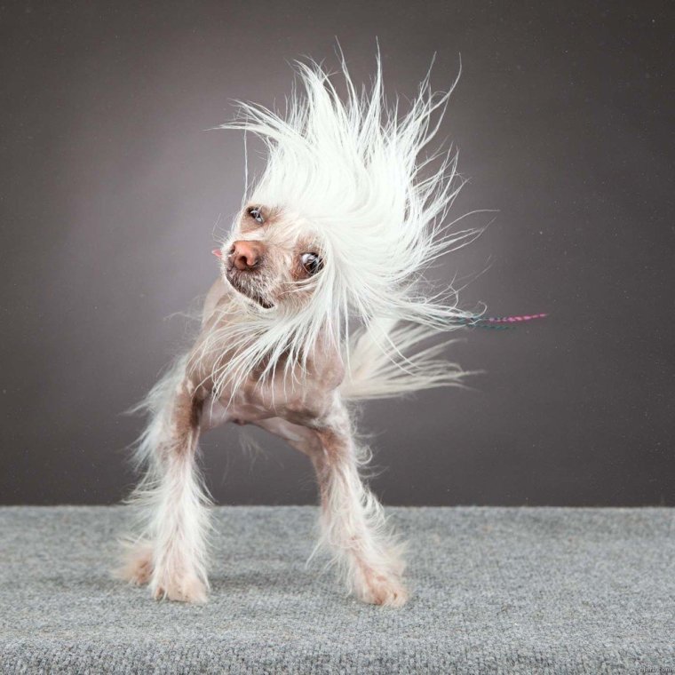 Китайская хохлатая лохматая