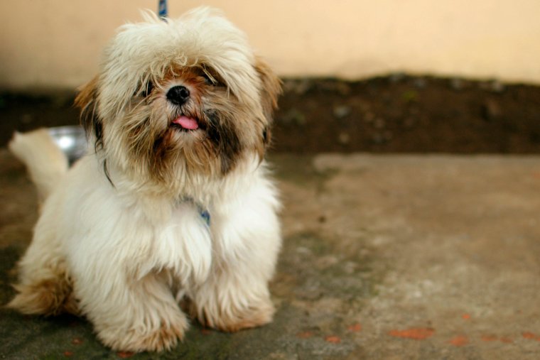 Ши тцу лохматая