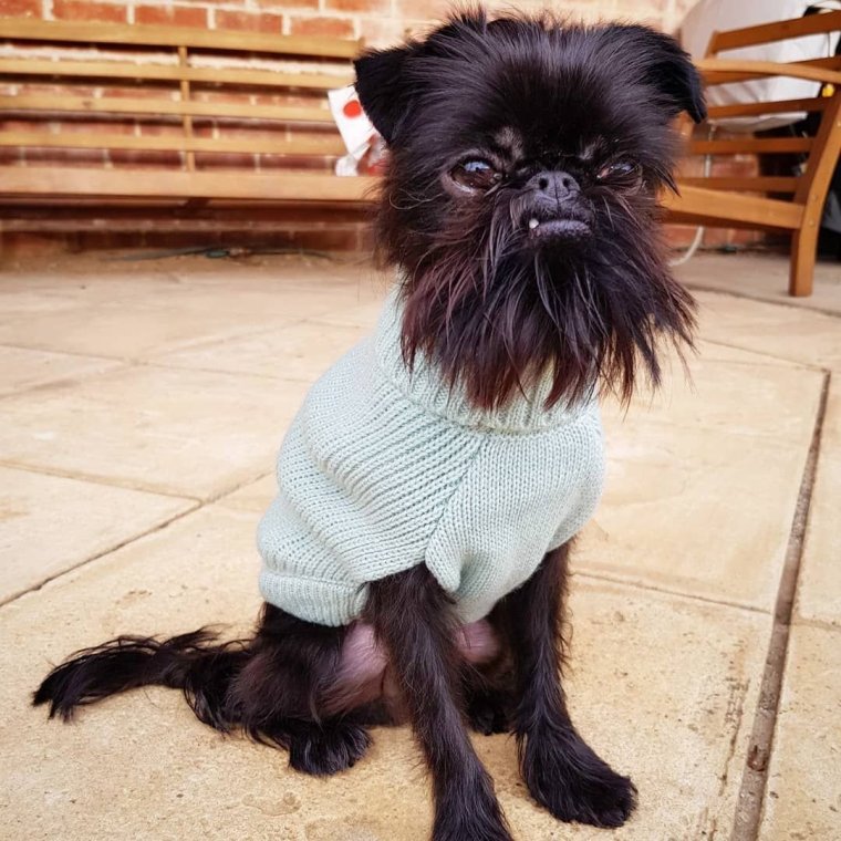 Бельгийский гриффон собака