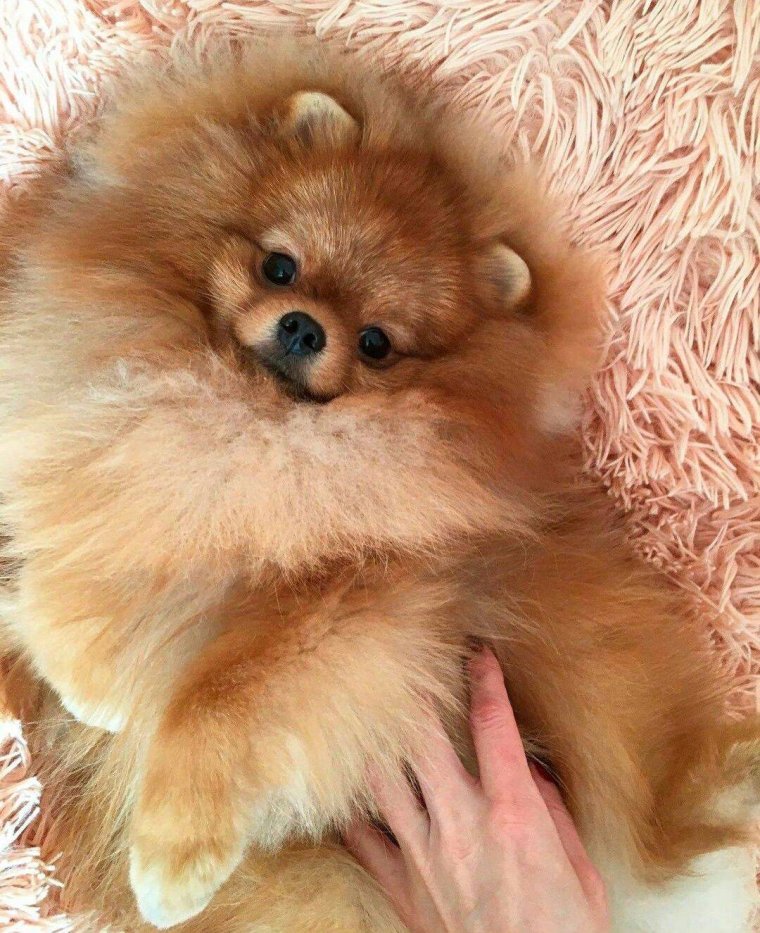 Терьер серый лохматый