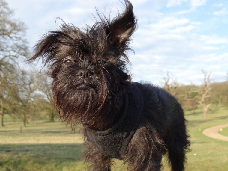 Порода Аффенпинчер