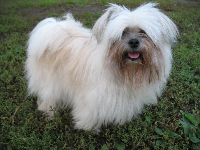 Пулик (венгерская овчарка )