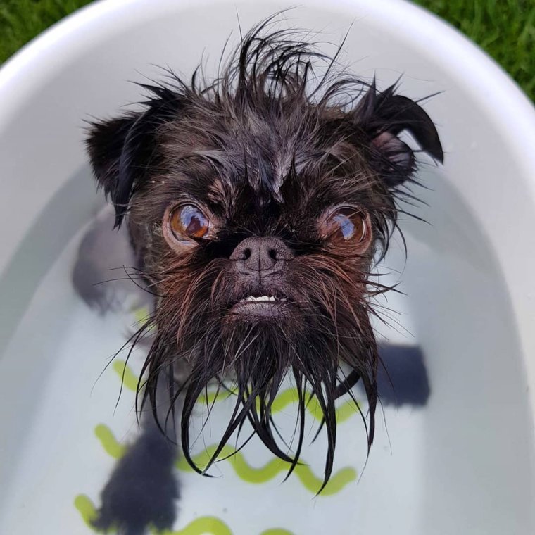 Собачка с челкой