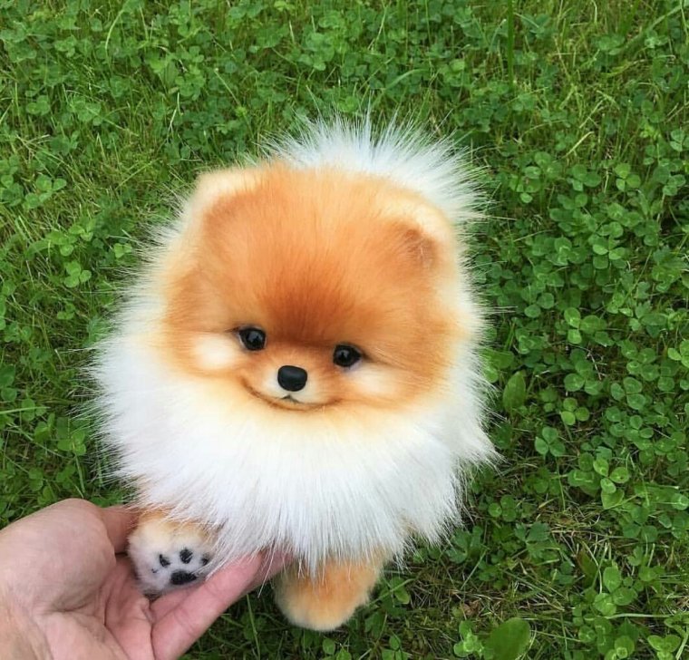 Померанский шпиц лохматый