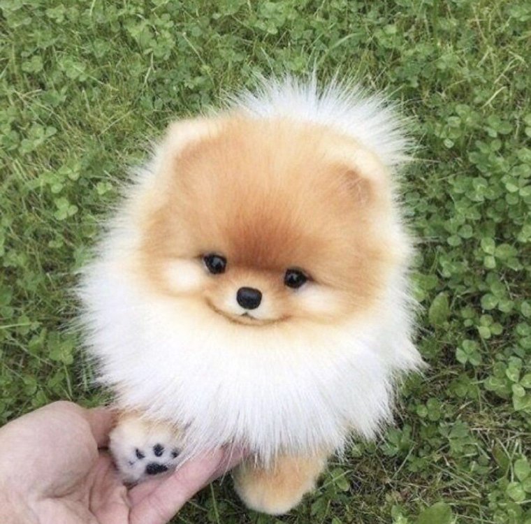 Йоркширский терьер