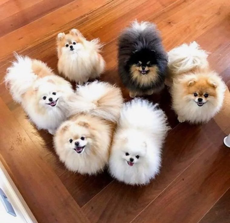 Мальтийская болонка пушистая