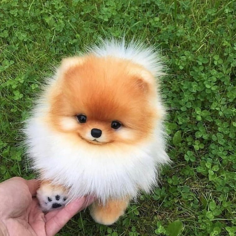 Щенки чихуахуа пушистые