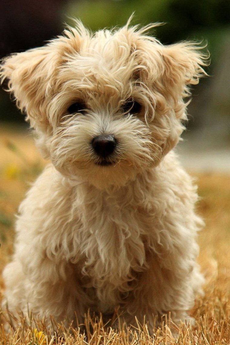 Хаванез терьер