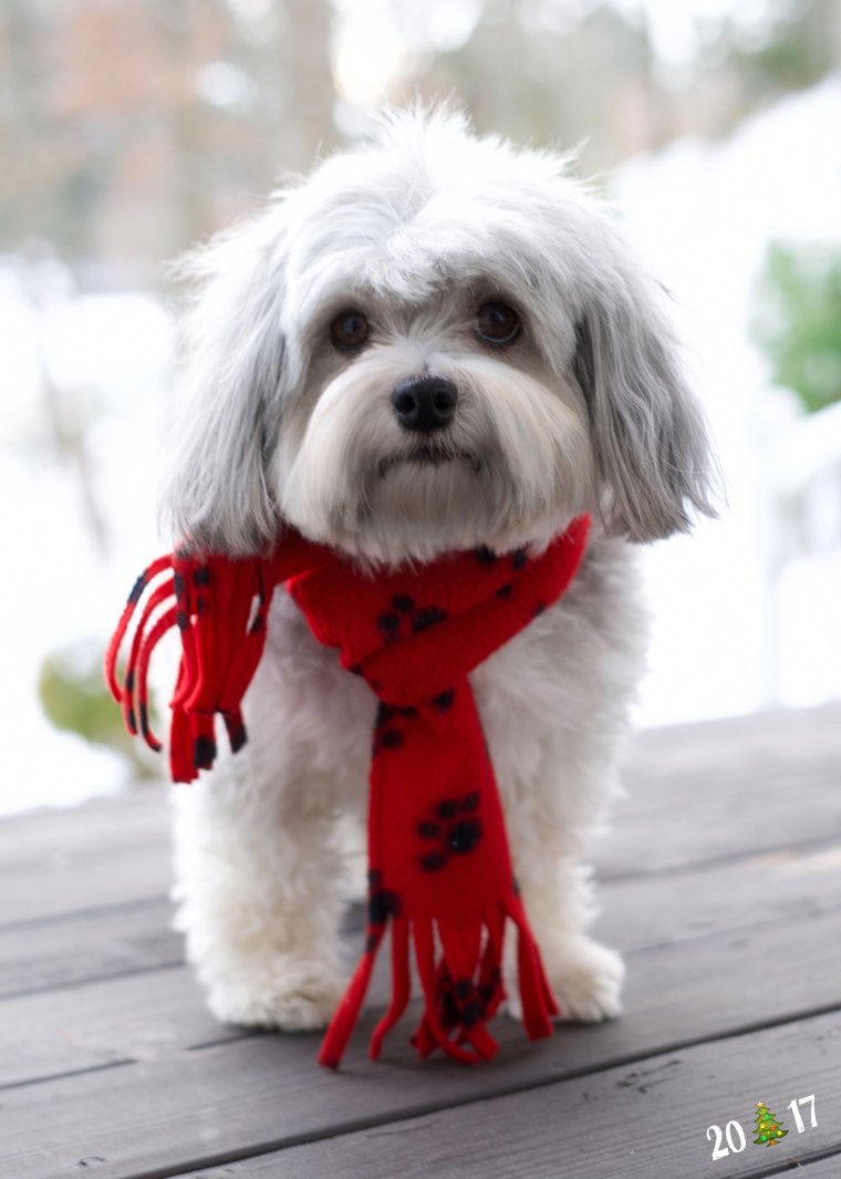 Гаванский Бишон хаванез