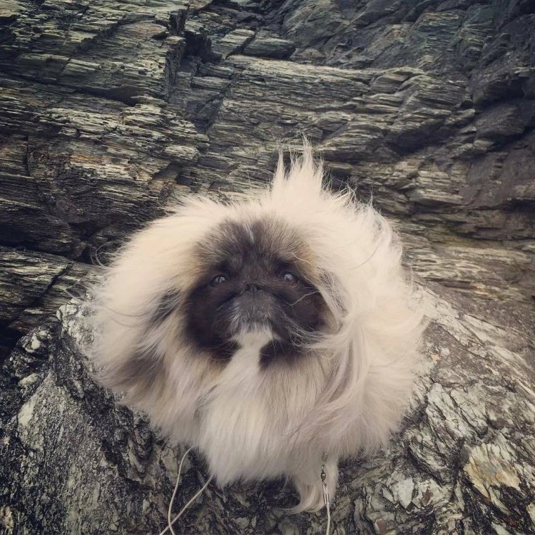 Пекинес щенок пушистый